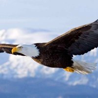 fire_leo (@fireleo18) 's Twitter Profile