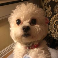Rosie Beans and OTB 🌈 LOLA (@beans_rosie) 's Twitter Profile