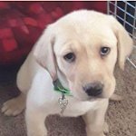Carolyn (@bthechnguwt2c) 's Twitter Profile