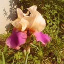 Lisa Bourque - @Rabidia - Twitter