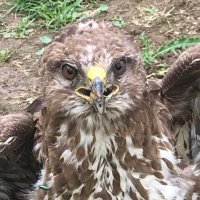 Gary Hobbs (@nuneatonbirder) 's Twitter Profile