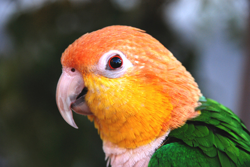 High maintenance female bonded to Debbie and Tom (but mostly Tom).  Favorite past-time: picking on @ShilohTheConure.