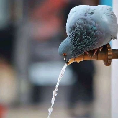 Apdyasiisyouso1's profile picture. 