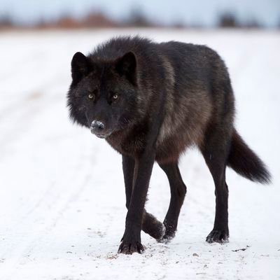 TheDigitalDir's profile picture. All things Digital Marketing!