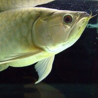 河童🐟 (@kappa1771) 's Twitter Profile Photo