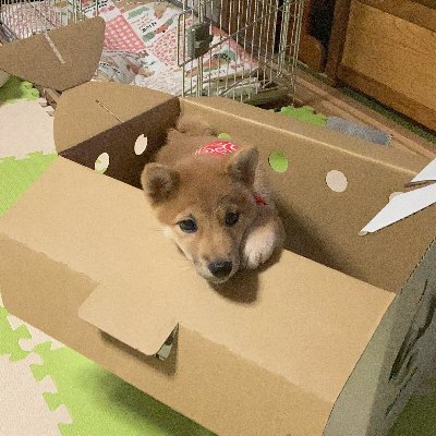柴犬そら豆の部屋 Shibasora77 Twitter 柴犬そら豆の部屋 Shibasora77 Twitter