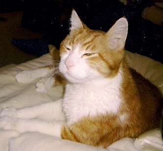 op3nhe4rt's profile picture. 