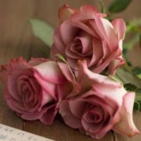 nawal (@nawal_alkhald) 's Twitter Profile