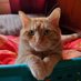 Jenn 🐈🐈⬛🐈🐈 (@ofrassilon) Twitter profile photo Jenn 🐈🐈⬛🐈🐈 (@ofrassilon) Twitter profile photo