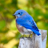 Patty (@msconstrues) 's Twitter Profile