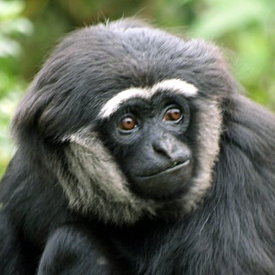 gibbonposting Profile Picture