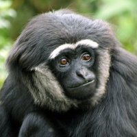 garrulous gibbon(@gibbonposting) 's Twitter Profile Photo