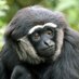 garrulous gibbon (@gibbonposting) Twitter profile photo garrulous gibbon (@gibbonposting) Twitter profile photo