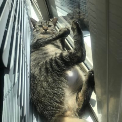 IchigowaTV's profile picture. Derp being a derp