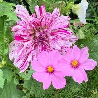 Debbie Holt (@deborahholt5) 's Twitter Profile