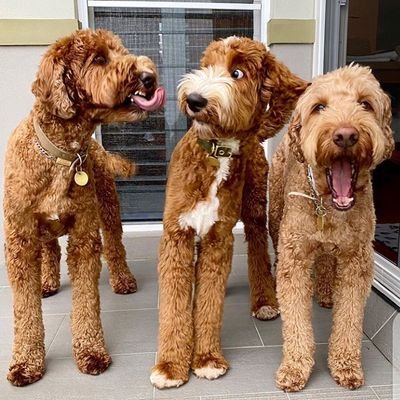 Davisholt22's profile picture. Never doubt the power of any soldier who wears this flag🇺🇸. US Army Sgt💪