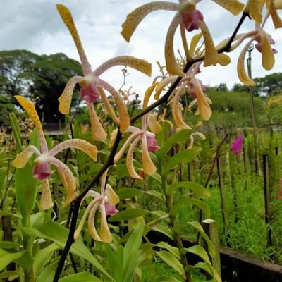 AzuanWann's profile picture. 