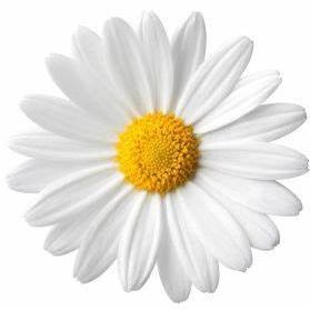 daydayonthehill's profile picture. 