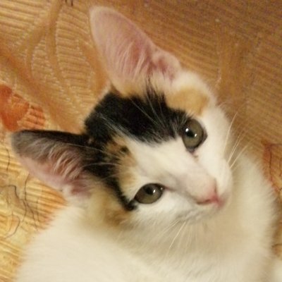 Rera_mhf's profile picture. 原神・崩壊3rd・崩壊：スターレイル・崩壊：ネクサスアニマ🐱
MHFの残党🐲