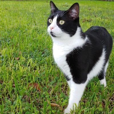 I'm Tuxedo Cat royalty who loves outside , playing , treats & of course my humans ! I hope you enjoy my adventures !