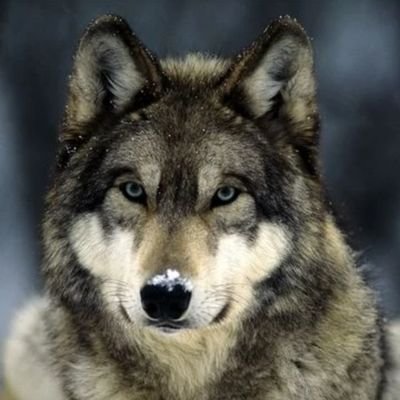 littelwolfkey's profile picture. La odian la odiaban los bien comidos, por pobre por mujer por insolente . . .✌️✌️✌️