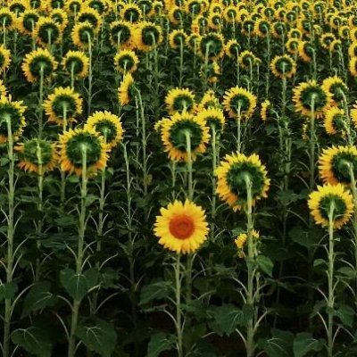 julialdama's profile picture. 