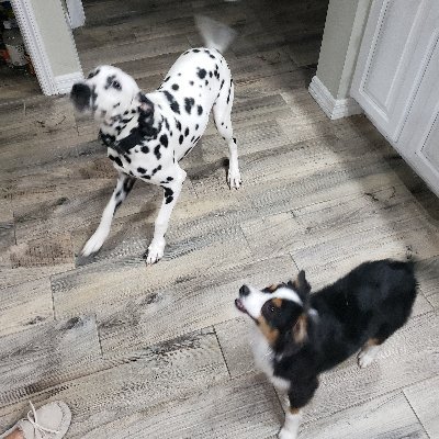 Sylvie the Dalmatian and Rocky the Mini Aussie 
https://t.co/iIFzAMI4mB