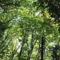 Friends of Flaxland Woods(@FlaxlandWoods) 's Twitter Profile Photo