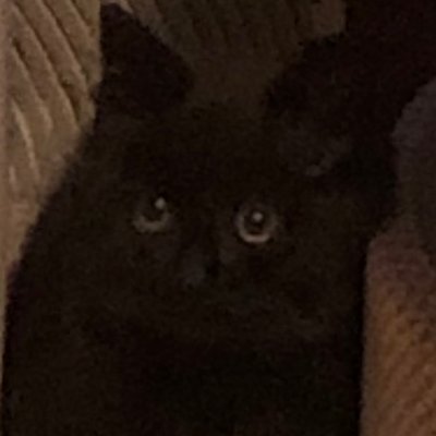 qoencyrpt's profile picture. MAGA MOMMA!
TRUMP 2024