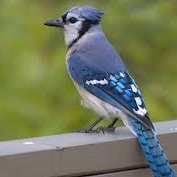 LHB010's profile picture. I support a strong economy, low inflation, law & order, low taxes, small government, and most importantly the Constitution of the U.S. No DM.