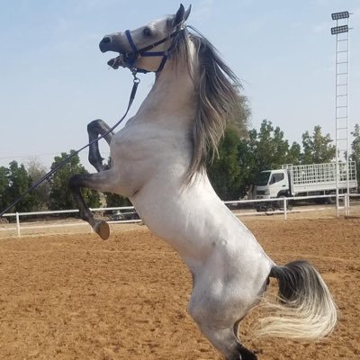 horselovers80's profile picture. 