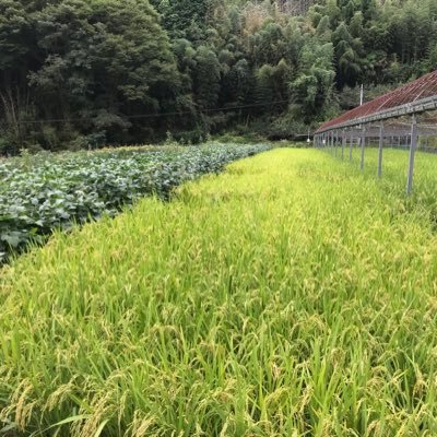 3月のライオンのorionを聴いて米津さんにハマりました🌾小さく農業やってます👩‍🌾稲刈りが終わったと思ったらあっという間に12月(-｡-;TL追えたり追えなかったり💦 Twitterはいつまで経っても慣れなくて🔰😅無言フォローなど失礼な事ありましたらごめんなさい🙇‍♀️