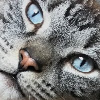 Ziggy the Kitty (@kittyratch) 's Twitter Profile Photo Ziggy the Kitty (@kittyratch) 's Twitter Profile Photo