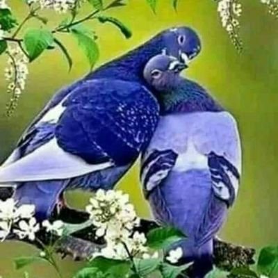 ‏‏‏انا موجب كبير بالعمر 50 سنة صعيدي