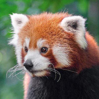 felix_red_panda Profile Picture