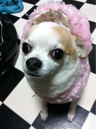 チワワのおいでちゃん(12歳)と暮らしてました。2016/12/30にお空へ行ったよ。柴犬のまりん。(19歳)とダックスとお空で遊んでる模様。2020/6/15にネズミ取りに猫のみるく。さんが引っかかってました。そのまま保護して、その月の27日にチワワのりん。ちゃんが家族になりました。