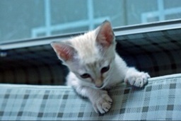 kplaya1's profile picture. 