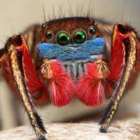 Daniel Spidey (@pandancules) 's Twitter Profile