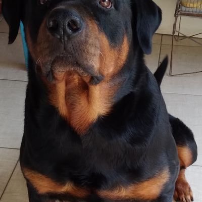 CarvalhoRigerio's profile picture. Amo o Brasil, RH-O Negativo, Direita Raiz, Fusqueiro apaixonado.