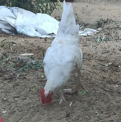 يارب رحمتك يارب