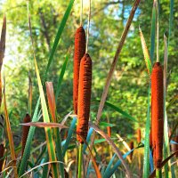 mustafayaman (@mustafa61639547) 's Twitter Profile Photo