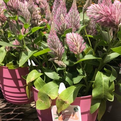 Themshoss's profile picture. 