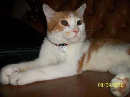 sweetest cat ever