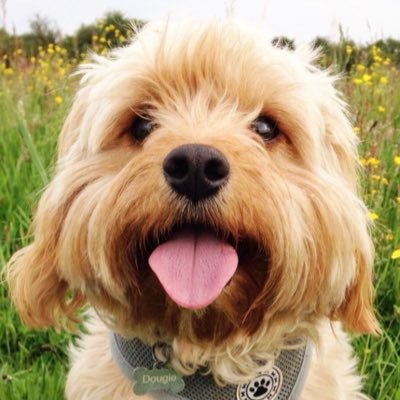 Dougie the Cavapoo | Dog Blog | Instagram photos and videos ➡️ https://t.co/NyXmajx9pl