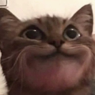 Vertedero personal,verás fotos de gatos mayormente,saludar.
Header: @yukeuwu