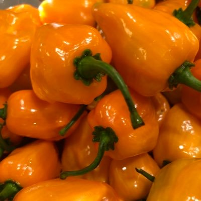 Time4Chai's profile picture. 