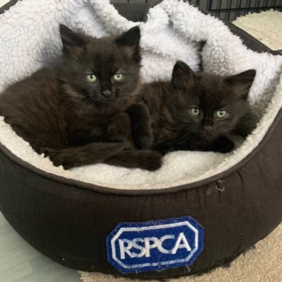 This page is for everyone who supports Stafford Wolverhampton and District RSPCA, and for people to check up with what's going on at the Branch