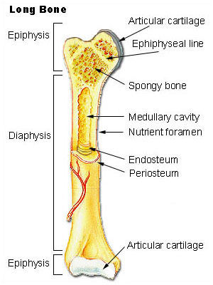 Providing you the latest news in bone and joint health.