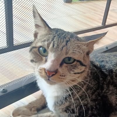 fraxzu's profile picture. 