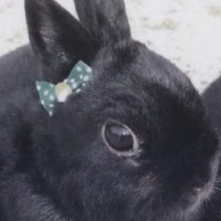 悦子 (@1qomd9bqqf3drql) 's Twitter Profile